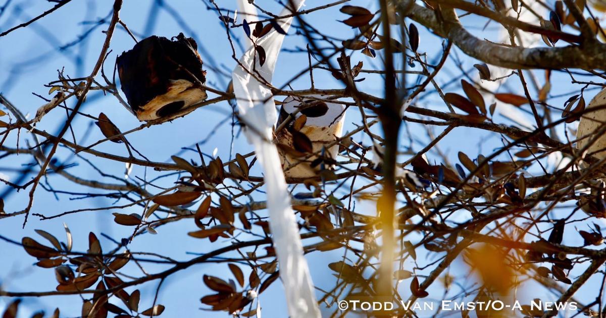 Update on status of Toomer's Oak tree