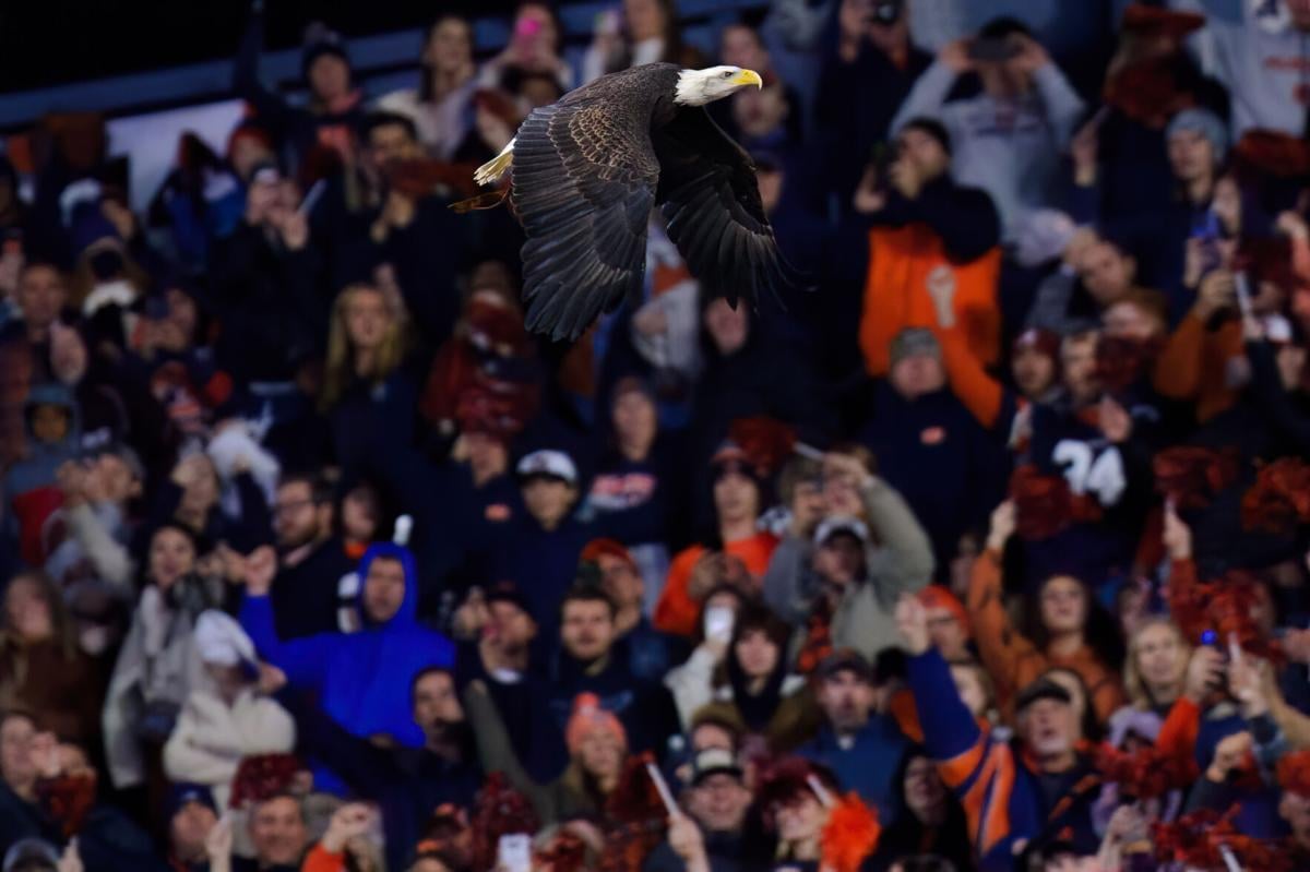 Auburn bald eagle to again take flight in Philadelphia, relationship with  NFL team grows