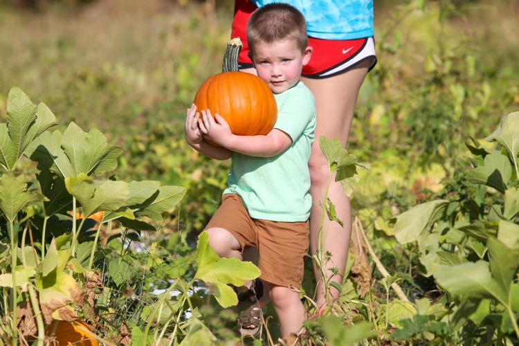 Fresh from the vine, area pumpkin patch opens for business