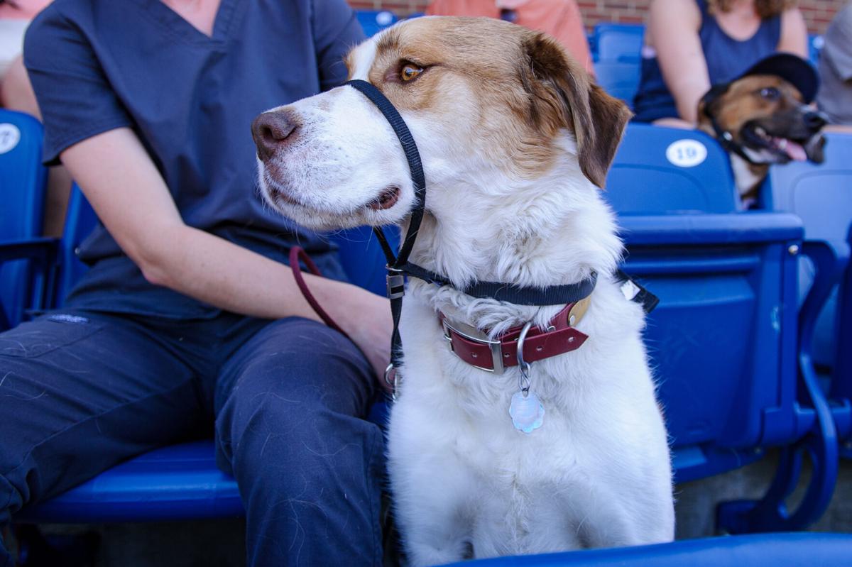 Auburn Baseball - Bark in the Park 🐶 Join us for everyone's