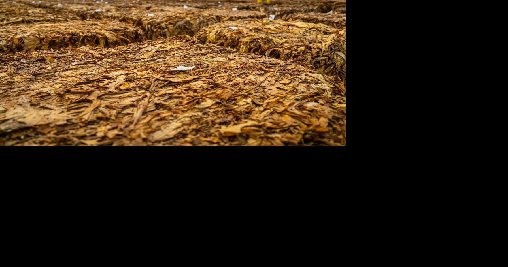 indian tobacco lewis and clark Nicotiana quadrivalvis | Indian tobacco | Medicinal Uses | Charles W. Kane