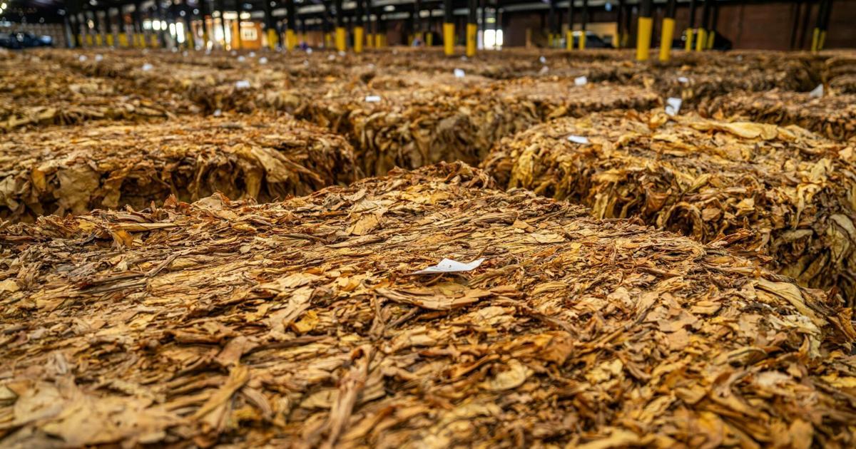 indian tobacco lewis and clark Nicotiana quadrivalvis | Indian tobacco | Medicinal Uses | Charles W. Kane indian tobacco lewis and clark Nicotiana quadrivalvis | Indian tobacco | Medicinal Uses | Charles W. Kane