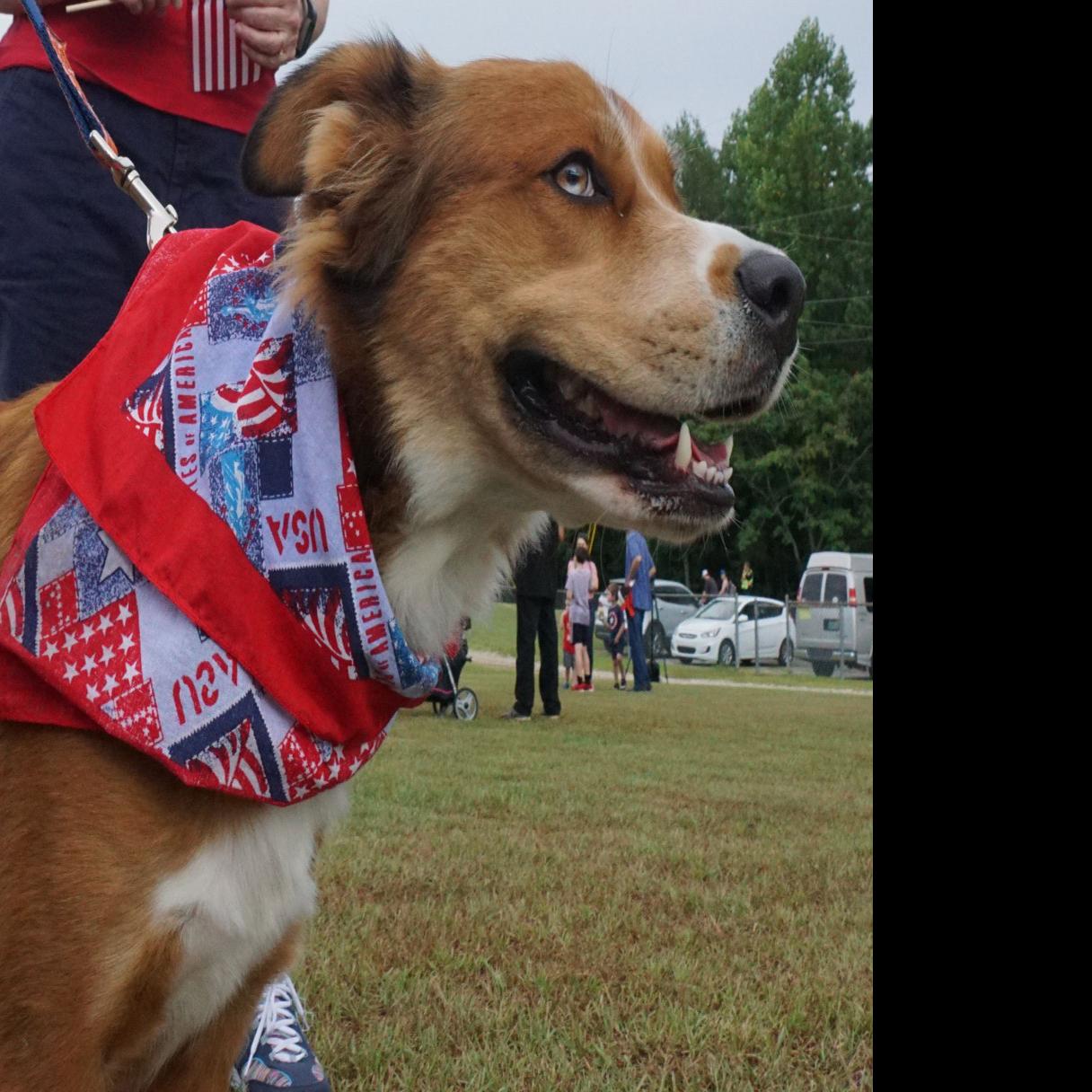 Auburn Reminds Dog Walkers About Leash Laws Local News Oanow Com