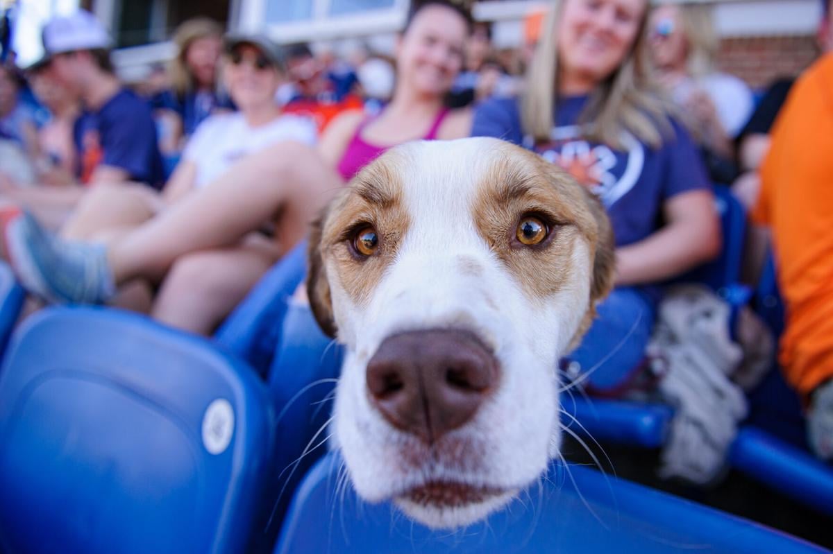 KC Royals' Bark at the Park 2023