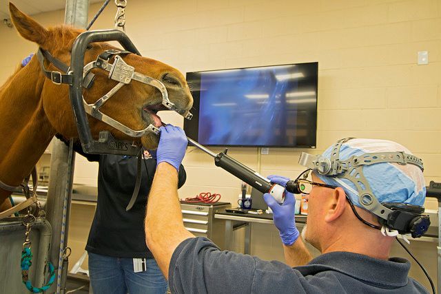 New endoscope enables AU veterinarians to improve equine dental care ...
