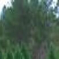 Pick Your Own Christmas Tree At Chambers Farm Latest Headlines Oanow Com