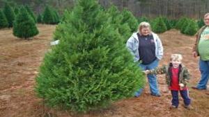 Pick Your Own Christmas Tree At Chambers Farm Latest Headlines Oanow Com