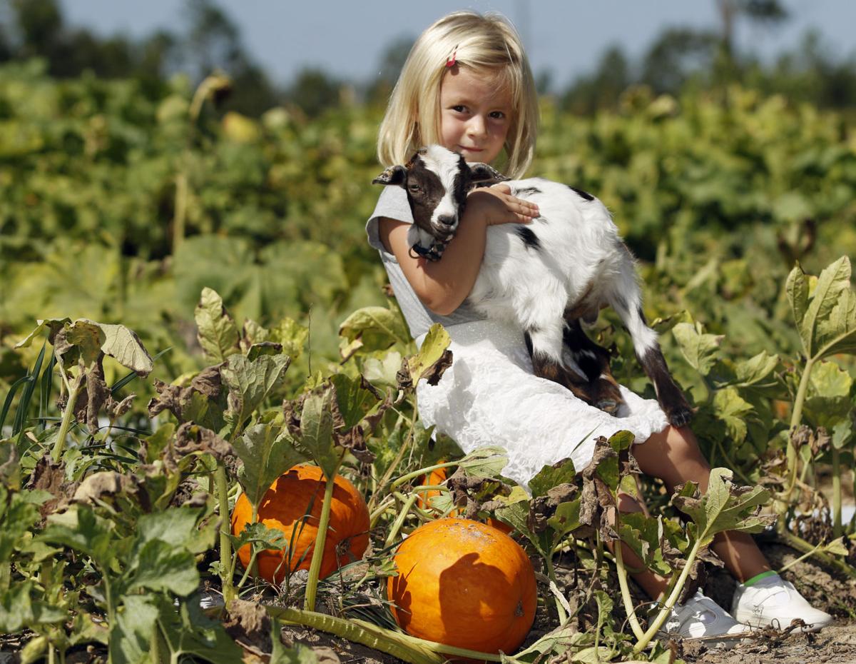 Pumpkin patch brings fall family fun to Auburn Pumpkin patch brings fall family fun to Auburn