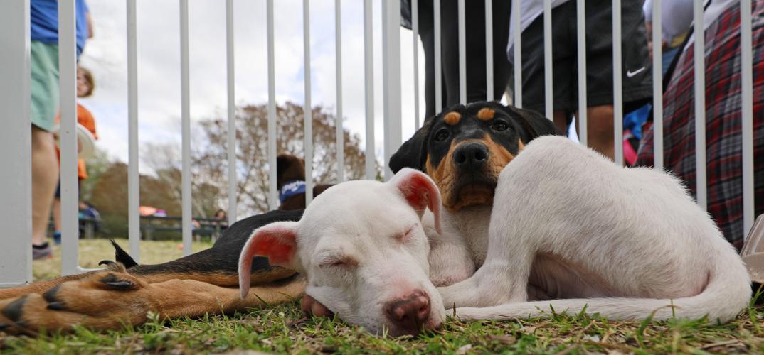 Bark at the Park to offer free pet shots, licenses