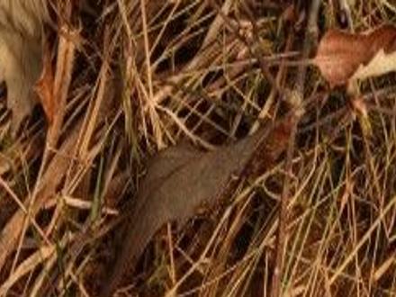 Be Smart About Water Moccasins And Other Water Snakes Local News Oanow Com