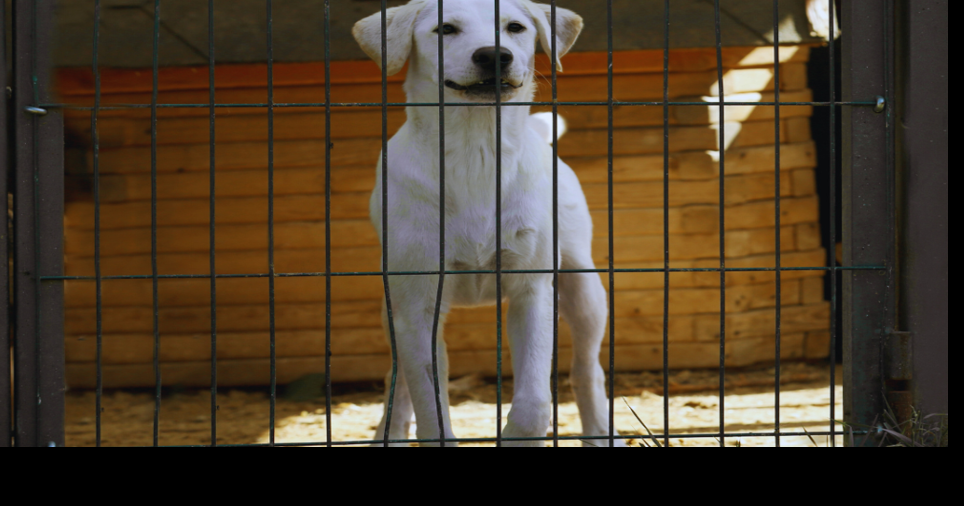 CARE Humane Society overcrowding pets