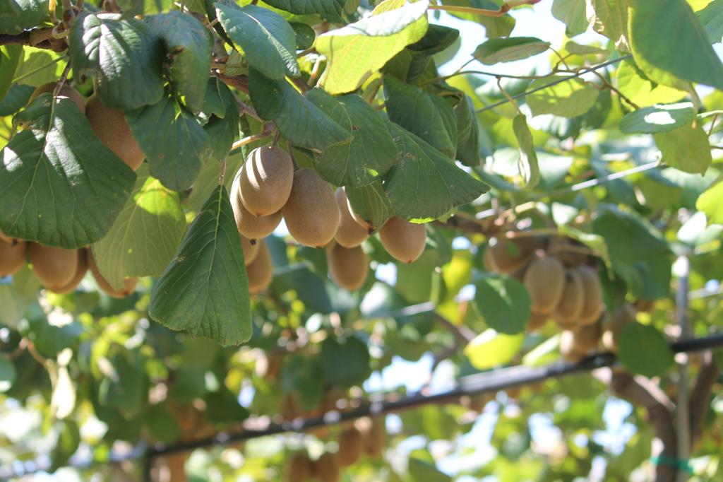 Lee County Farm City Committee Sponsors Kiwi Farm Tour Local News Oanow Com
