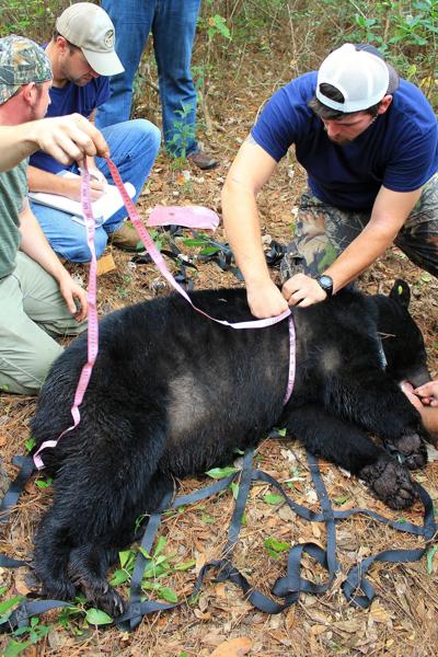 Black bear research
