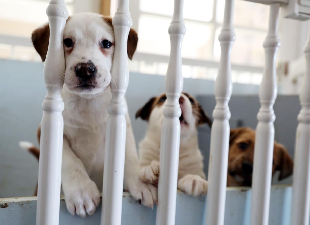 A home of love and puppies Macon County Humane Society hoping to