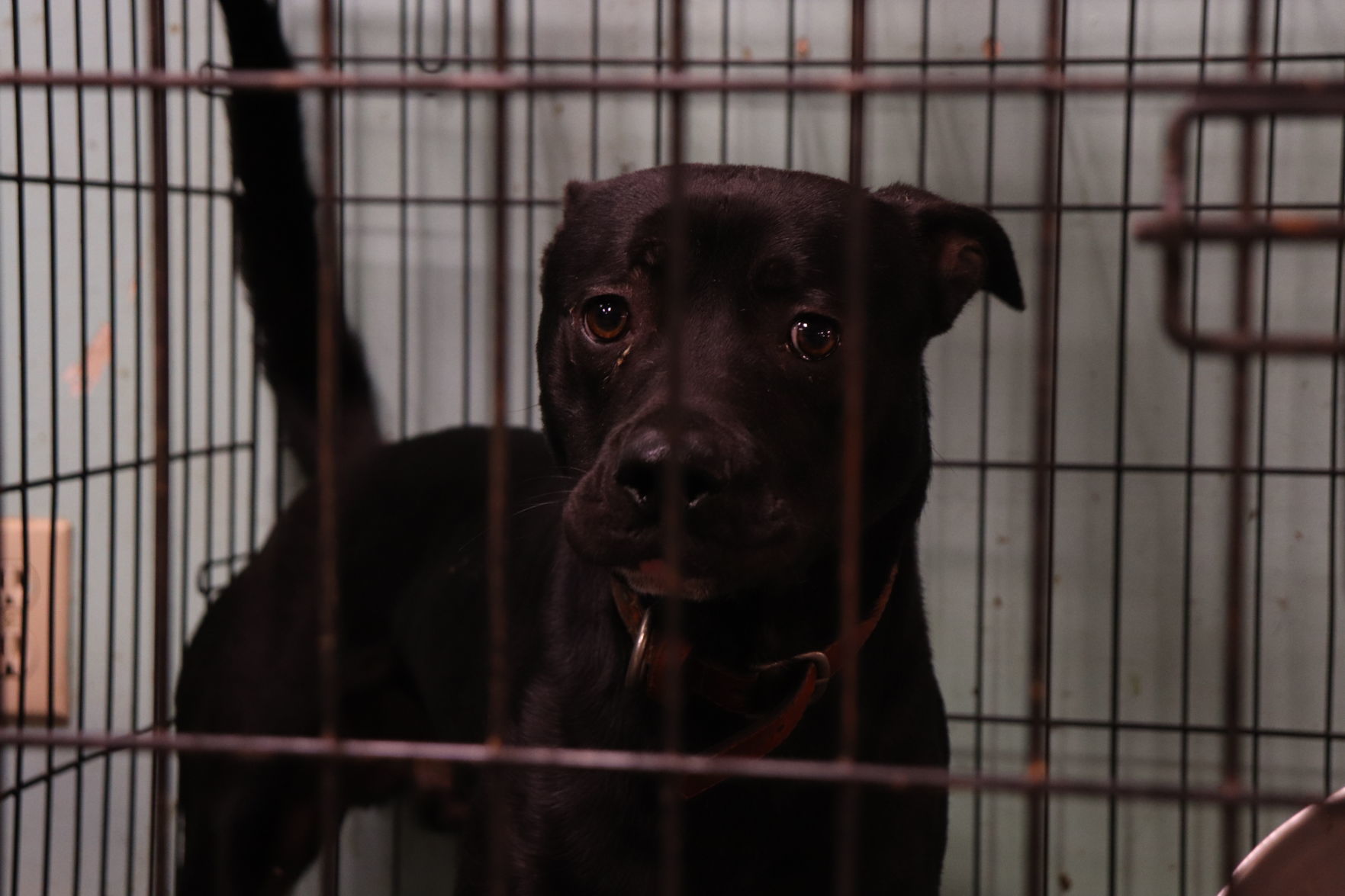 little oaks boarding kennels