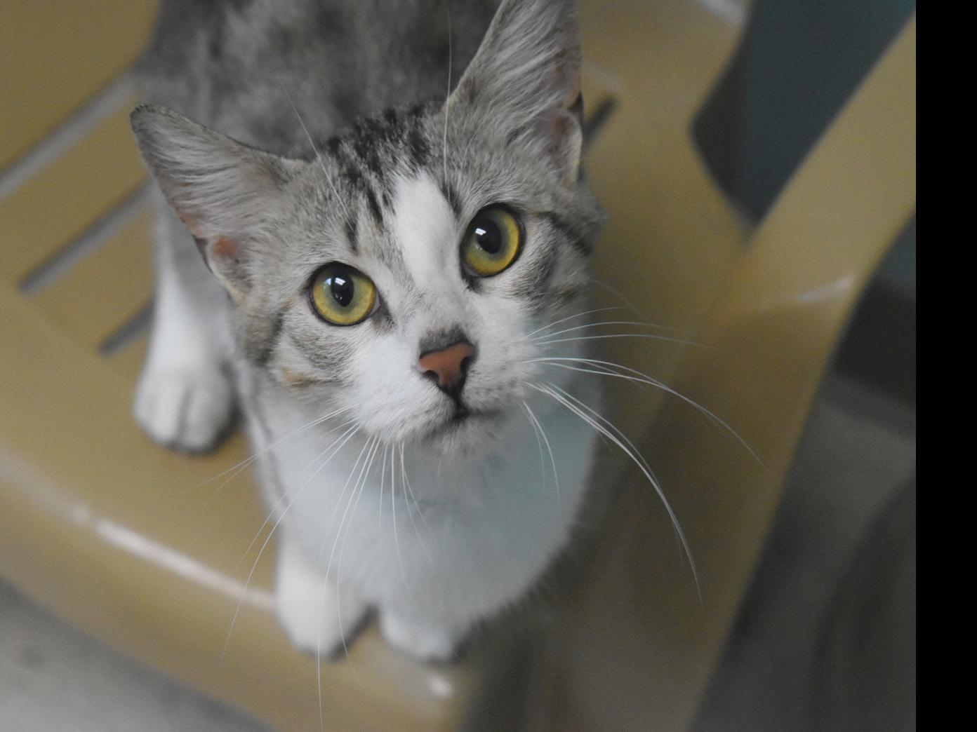 Daniel Fostering With Lchs And Caring For Kittens In Your