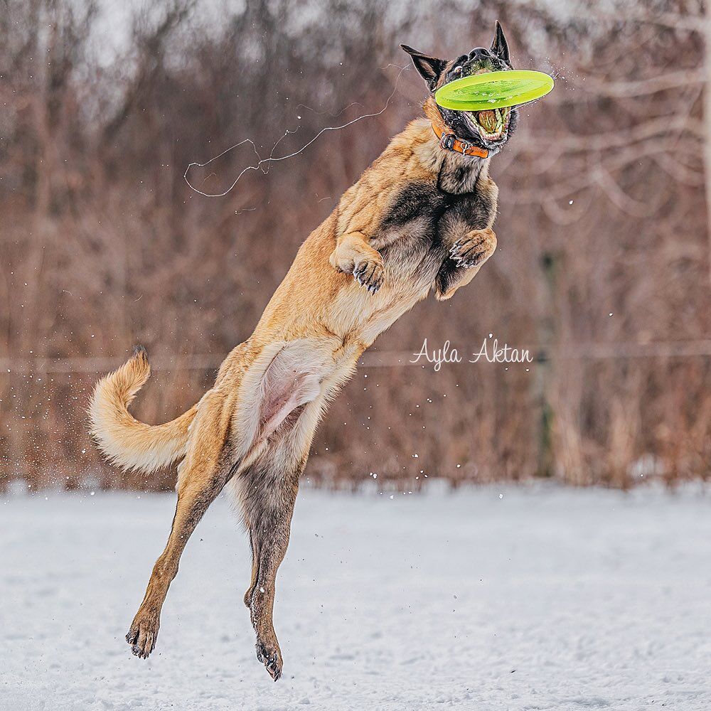 K9 Frisbee Club represents Auburn in Worldwide League spring season