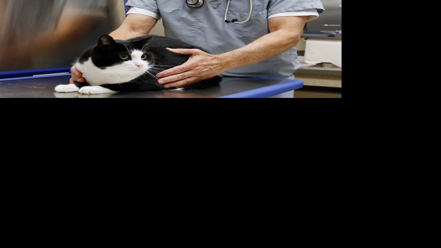 Lee County veterinarians stress importance of rabies vaccinations