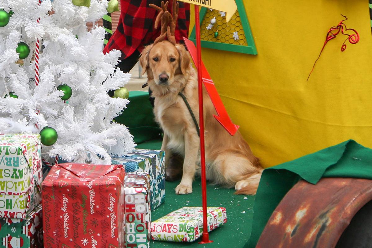 Dogs in Alabama are less depressed than dogs in other states, study asserts