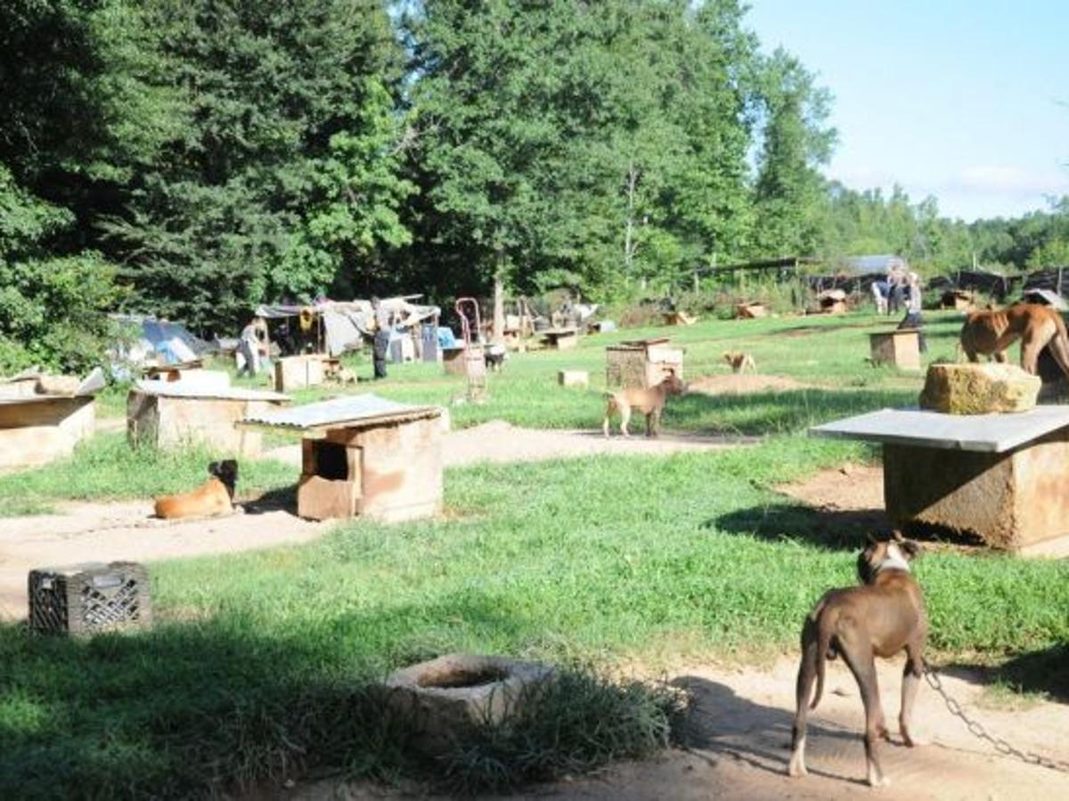 Local Dogs Recovered From Dogfighting Ring Likely Not Stolen Crime News Oanow Com Local Dogs Recovered From Dogfighting Ring Likely Not Stolen Crime News Oanow Com