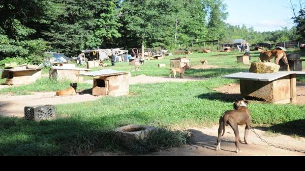 Local Dogs Recovered From Dogfighting Ring Likely Not Stolen Crime News Oanow Com