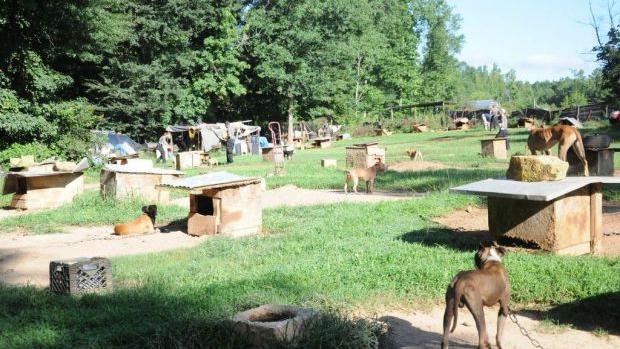 Local Dogs Recovered From Dogfighting Ring Likely Not Stolen Crime News Oanow Com Local Dogs Recovered From Dogfighting Ring Likely Not Stolen Crime News Oanow Com