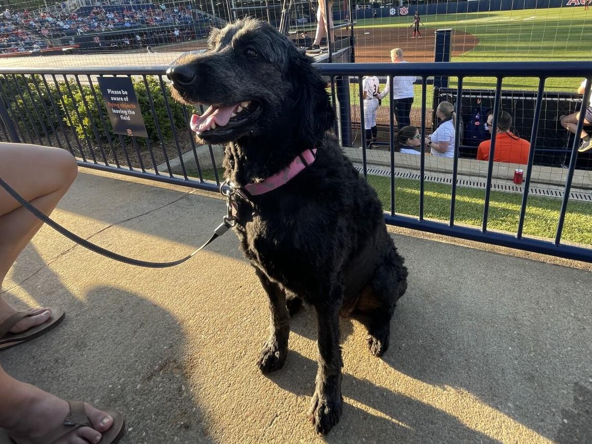 Dogs at the diamond: 10 pups who attended this week's Bark in the Park games