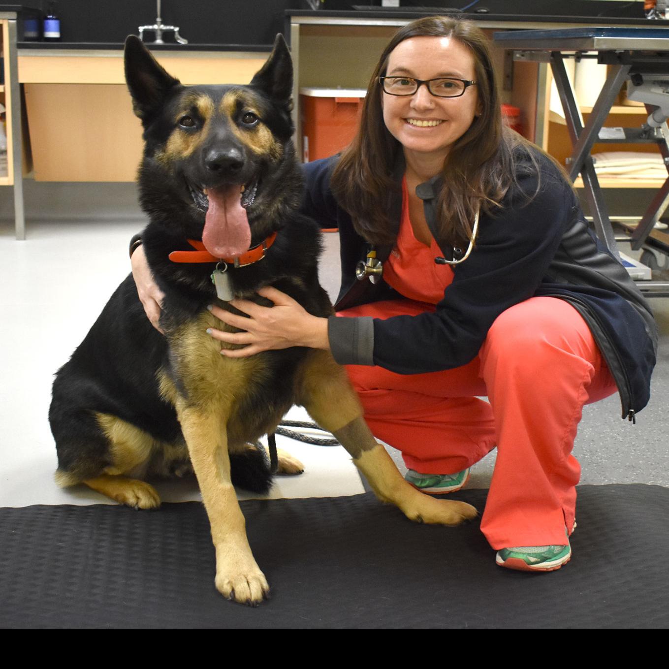 German Shepherd Receives Good Prognosis For Recovery Following Near Fatal Fire Injury Local News Oanow Com