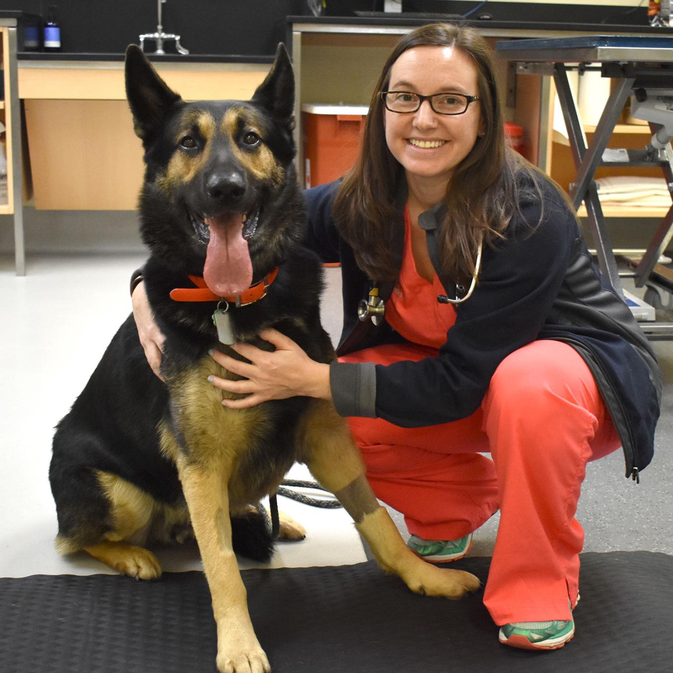 German Shepherd Receives Good Prognosis For Recovery Following Near Fatal Fire Injury Local News Oanow Com
