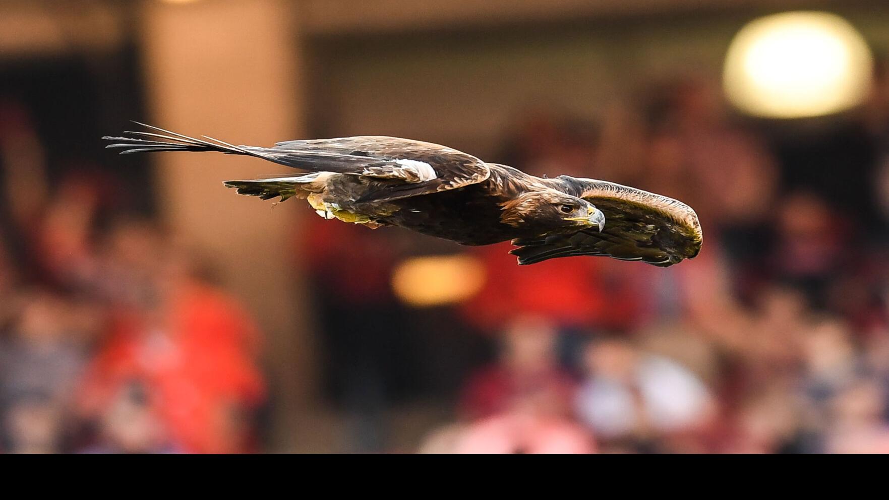 No Eagle Flights At Auburn Football Games This Fall Raptor Center Invites Fans To New Saturday Shows Auburn University Sports News Oanow Com