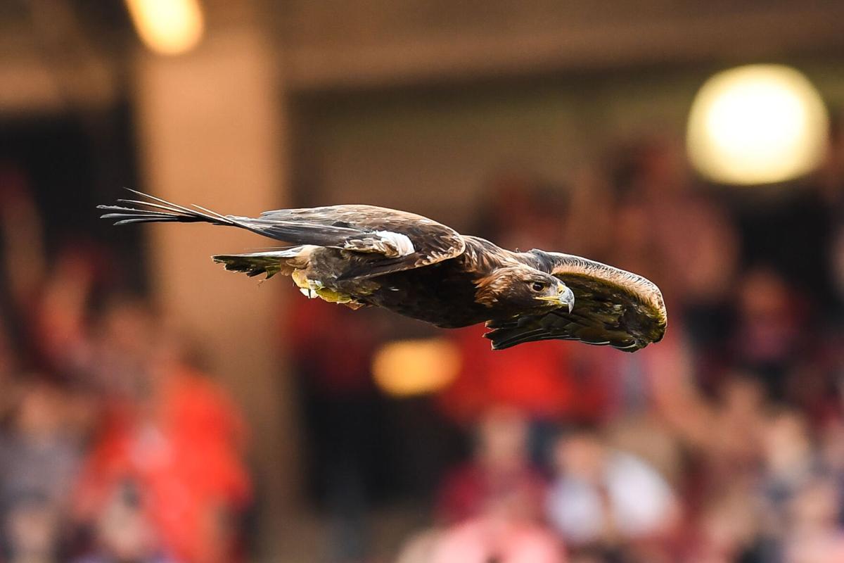 No Eagle Flights At Auburn Football Games This Fall Raptor Center Invites Fans To New Saturday Shows Auburn University Sports News Oanow Com