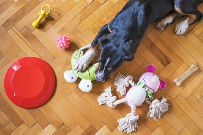 Pet Favorites: Indoor Toys that Your Pup Will Love this Winter