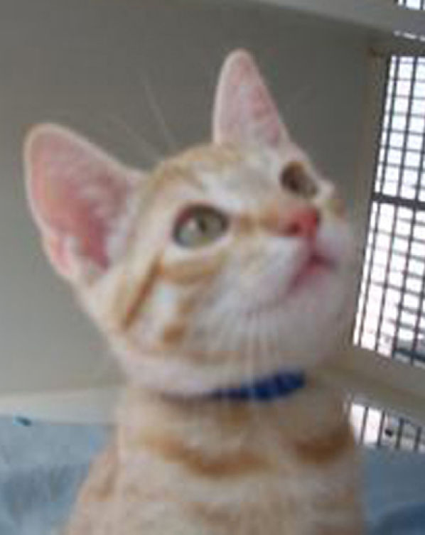 pet microchips for sale