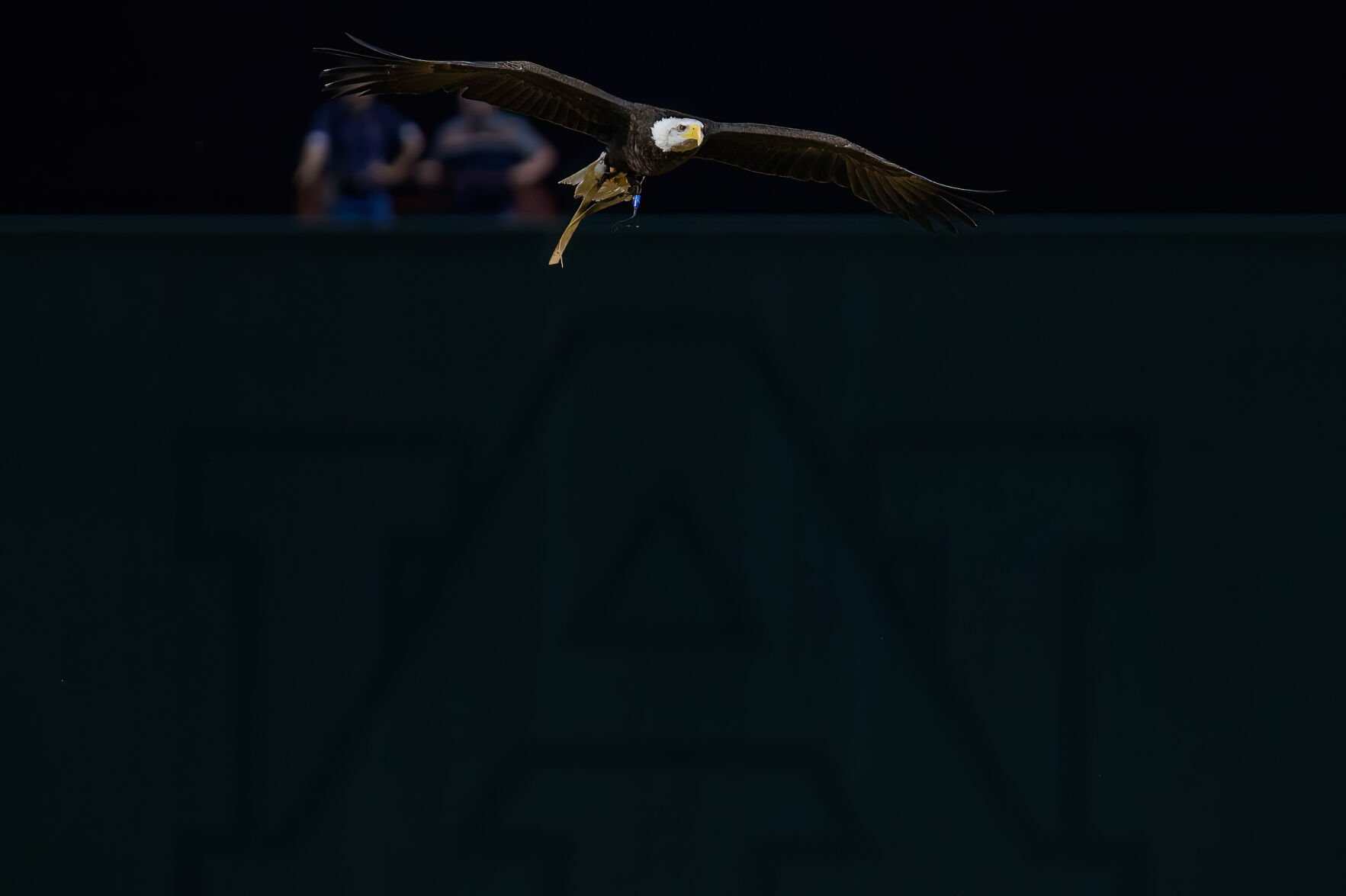 Photos and video First eagle flight at Auburn’s Plainsman Park