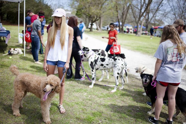 Auburn hosts Georgia Tech for annual Bark in the Park - Auburn University  Athletics