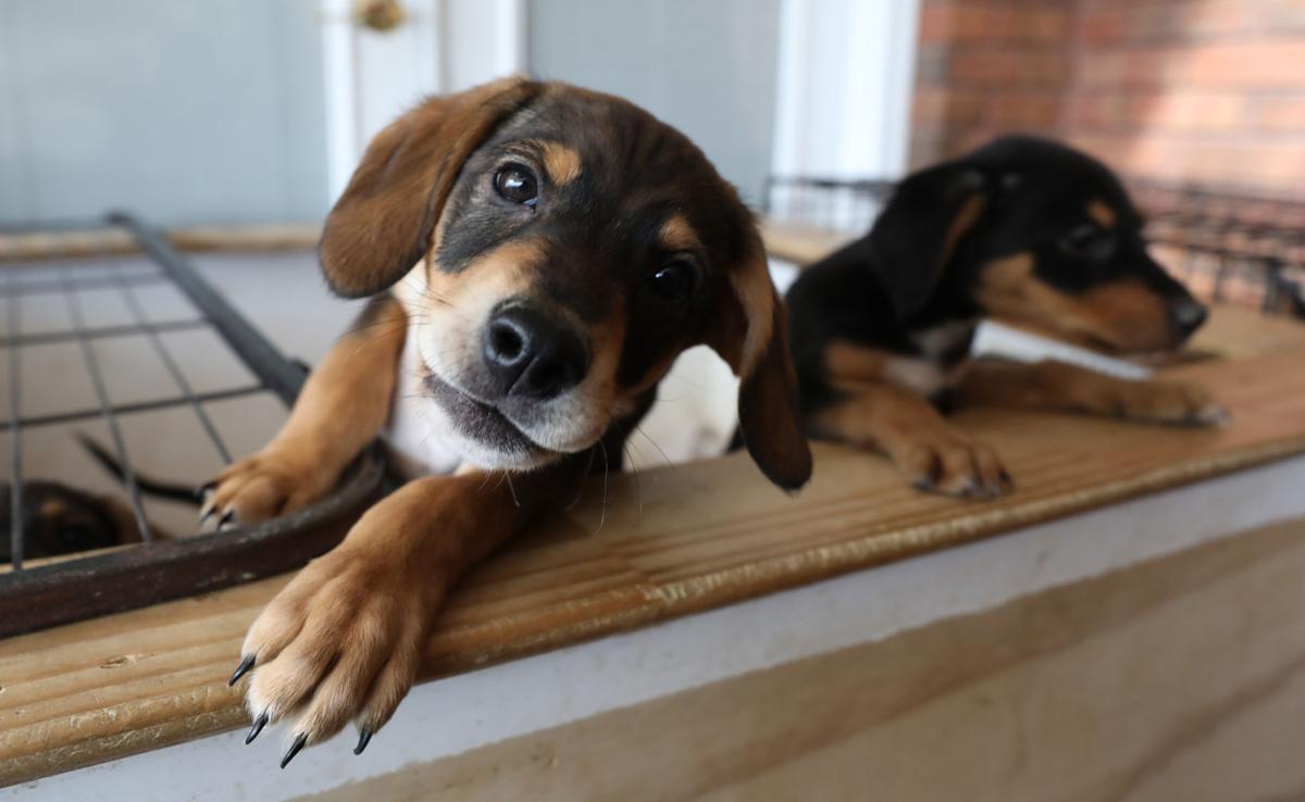 A home of love and puppies Macon County Humane Society hoping to