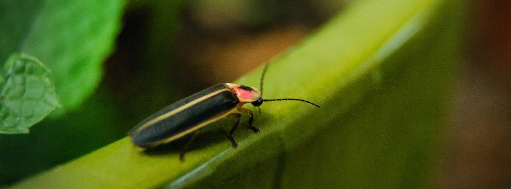 Maryland Insects