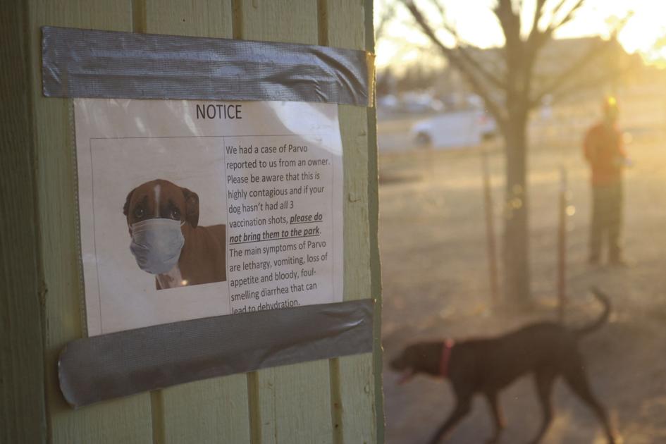 Veterinarios locales dan información sobre los últimos parvo de los casos se encuentra en Stillwater parque del perro de Diario O'Collegian 1 Veterinarios locales dan información sobre los últimos parvo de los casos se encuentra en Stillwater parque del perro de Diario O'Collegian 1