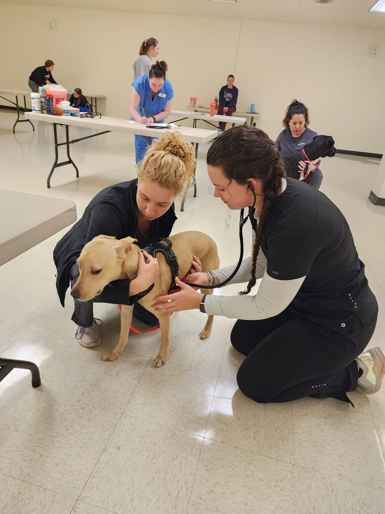 Students for One Health One Medicine Club host low cost pet