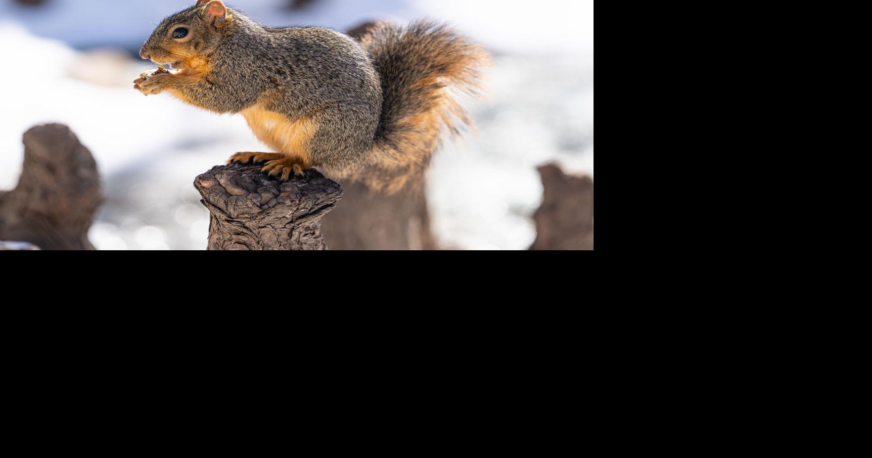 Campus squirrels return as winter fades