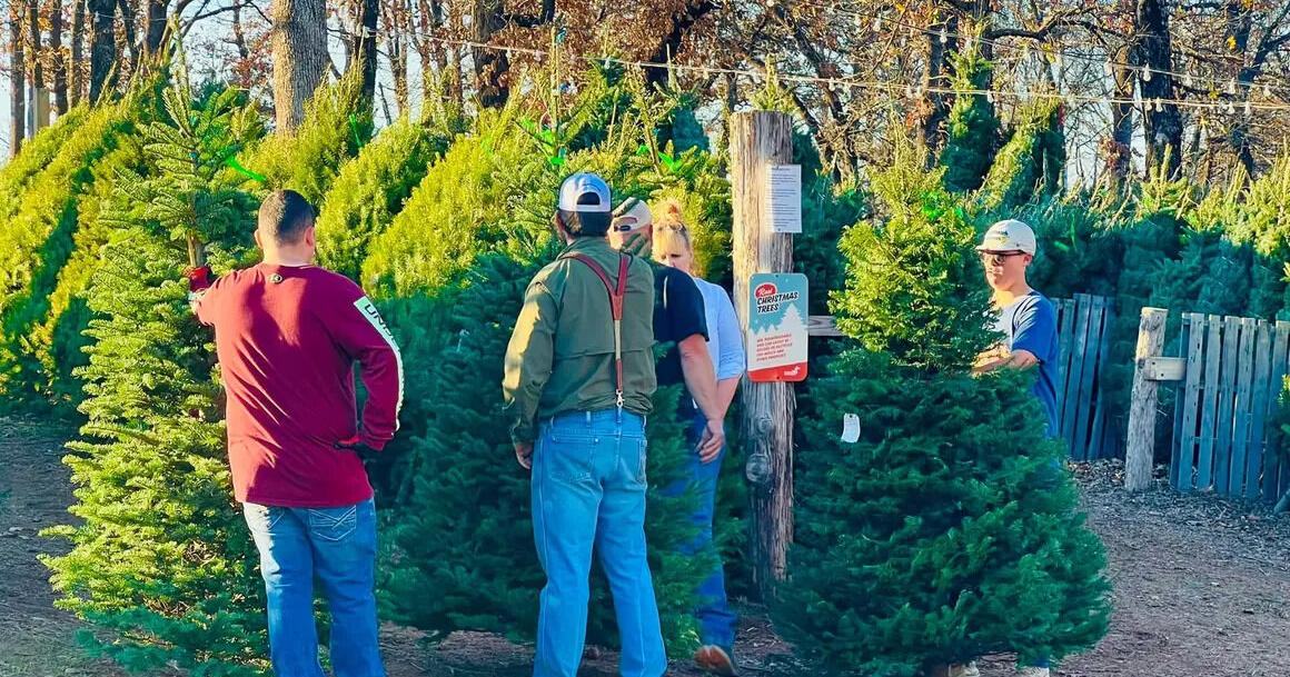 Holiday magic arrives at local Christmas tree farm | Features | ocolly.com