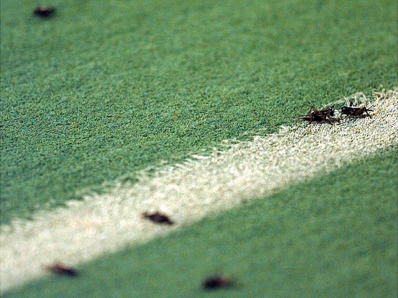 Night of the crickets: When insects invaded Lewis Field, Sports
