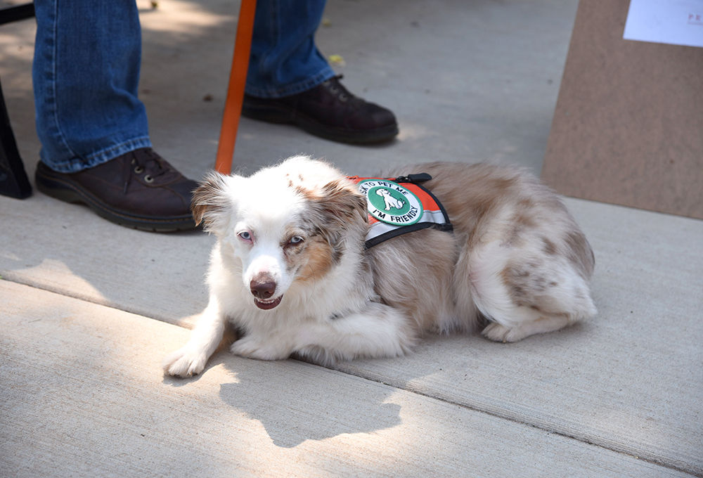 Photos: Meet some of the Pete's Pet Posse dogs | Gallery | ocolly.com