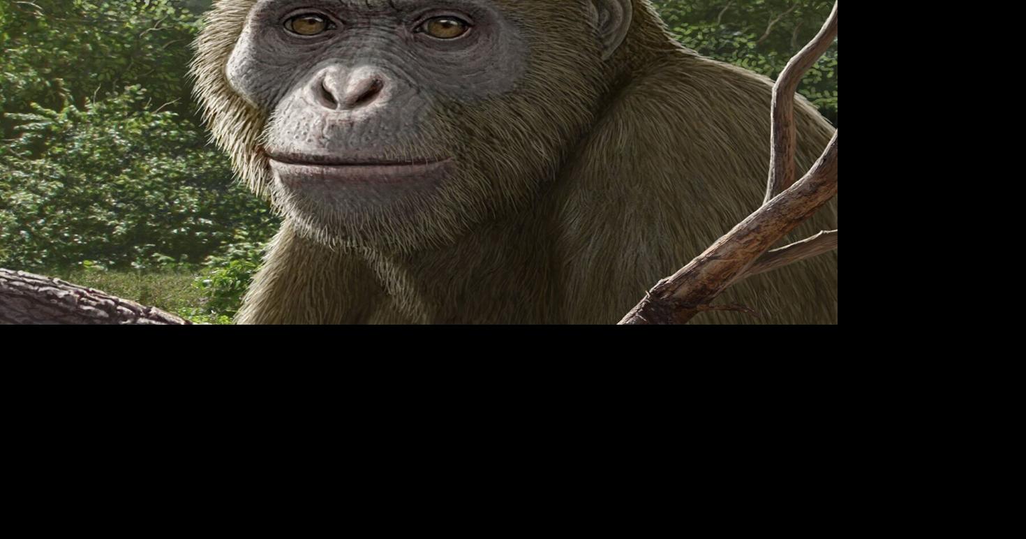 New ape discovery &lsquo;reshaping&rsquo; understanding of evolution