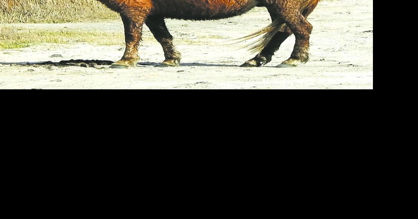 Wild horse struck, killed by car on Assateague Island