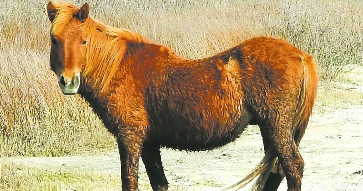 Wild horse struck, killed by car on Assateague Island