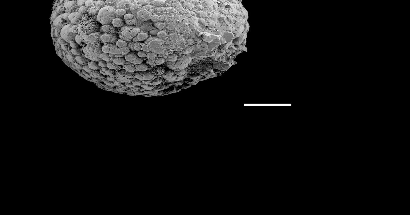Animals may have evolved 200 million years earlier than fossil evidence suggests