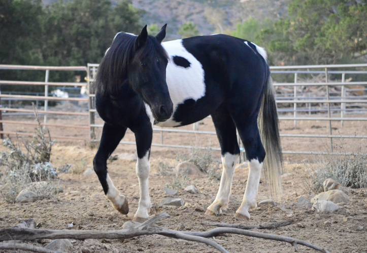 Parade of Breeds event highlights Equine Xscape beauties News