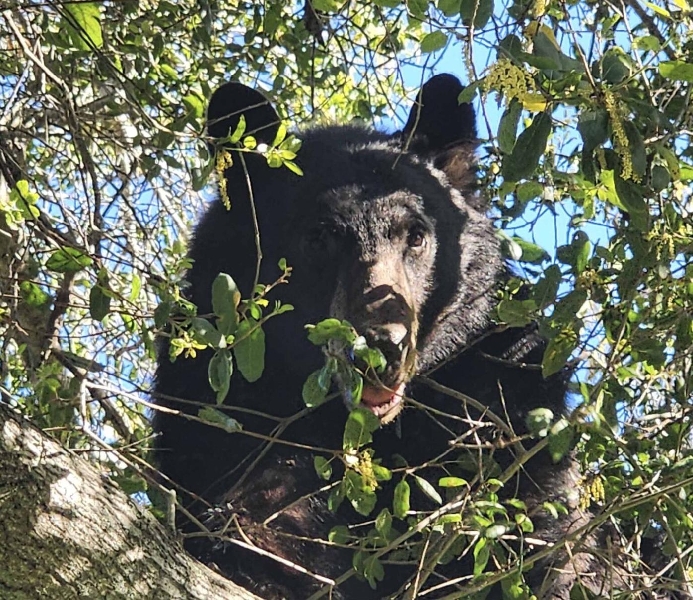 UPDATE: Chicken-loving Upper Ojai bear seeks peace in tree | Critters |  ojaivalleynews.com, image size:1396x1208