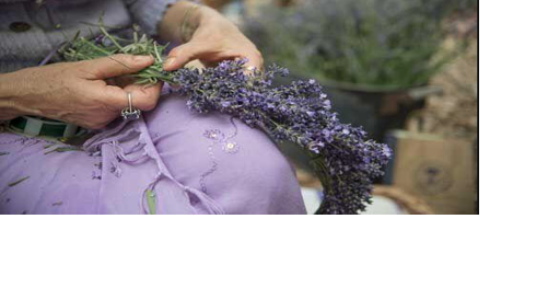 Flowers anew: Lavender Festival returns this weekend - Vimarsana News